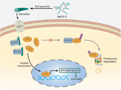 双靶向NRP1/MDM2 的D肽超分子纳米药物用于肝癌治疗