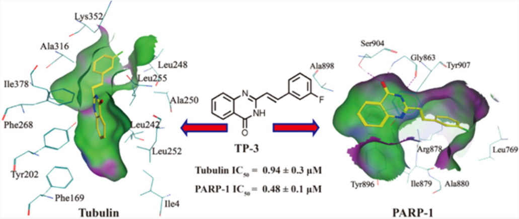 通过虚拟筛选、分子对接和生物学评价发现双靶向微管蛋白和PARP-1抑制剂